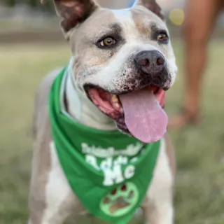 pit bull with green bandana