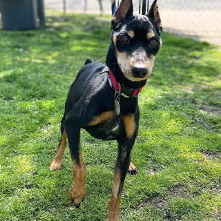 black and brown male miniature pinscher