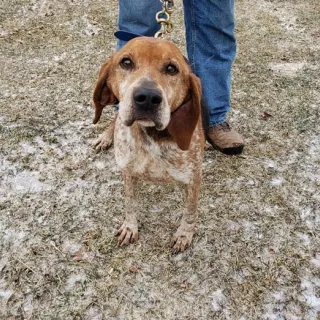 Redtick Coonhound mix Jett