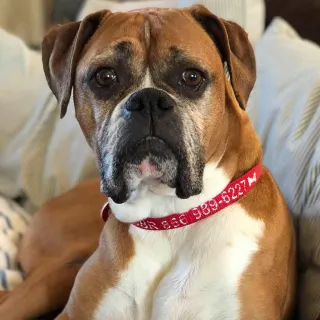 Fawn boxer Lexi