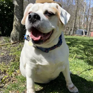 beagle mix smiling at the camera