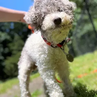 white poodle outside