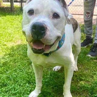 smiling pit bull