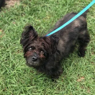 Little black terrier with a blue leash