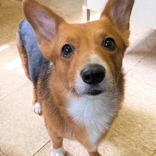 corgi looking at the camera