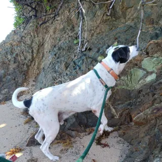 Dalmatian on the beach