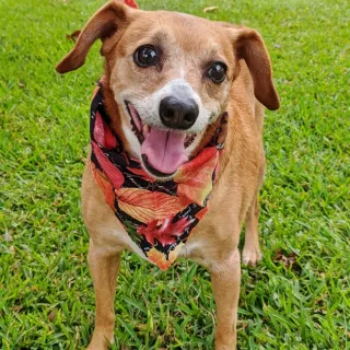 brown dog smiling