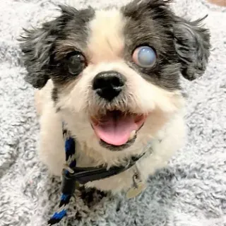 shih tzu with cloudy eye smiling