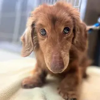 fuzzy brown dachshund mix