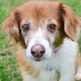 Retriever mix Randy