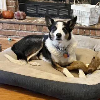 border collie laying down