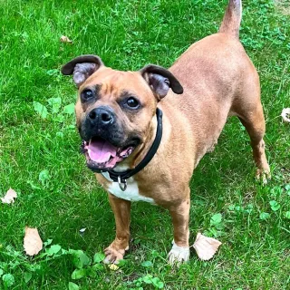 boxer in the green grass