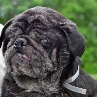 Black pug Samson