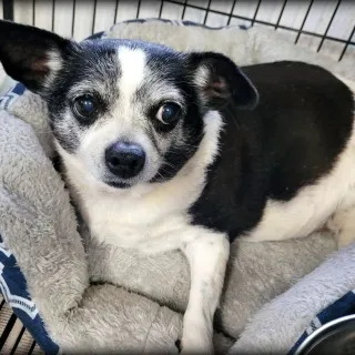 black and white chihuahua