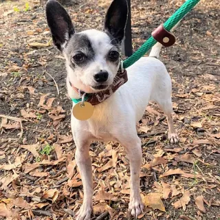 small white dog with collar