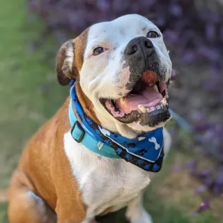 brown and white pit bull dog