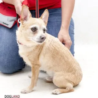 little white chihuahua in front of the camera