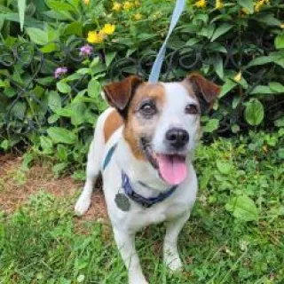 brown and white Jack Russell on leash