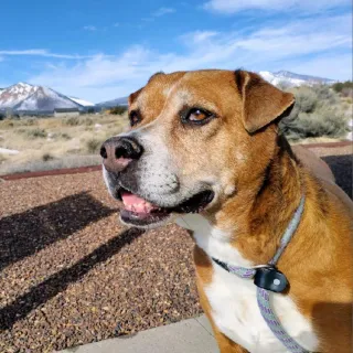 brown dog with golden eyes