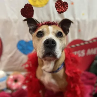 dog with Valentine's props