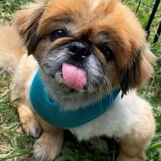 Pekingese Tritten with tongue out