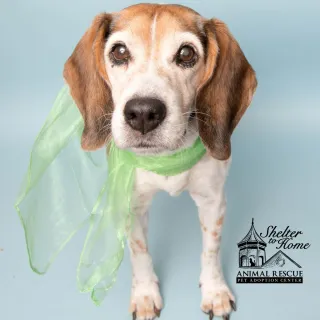 White and brown dog with green scarf standing in blue background