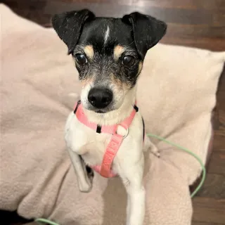 black and white dog with pink colloar