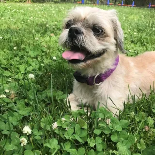 Small dog in grass