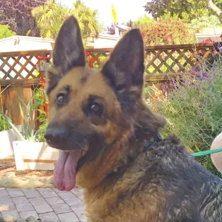 German Shepherd Susan T.