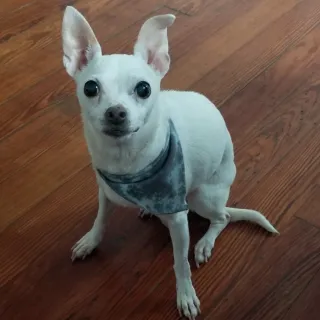 small white dog sitting