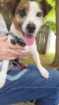 brown and white Jack Russell